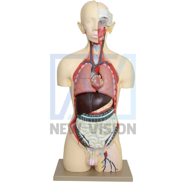 Mô hình sinh học trong dạy và học môn Sinh